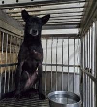 【待認養】混種犬 狗 (女生) - 新北市五股區公立動物之家