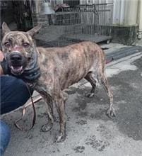 【待認養】混種犬 狗 (女生) - 新北市中和區公立動物之家