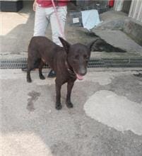 【待認養】混種犬 狗 (男生) - 新北市中和區公立動物之家