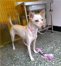 【待認養】混種犬 狗 (女生) - 新北市中和區公立動物之家