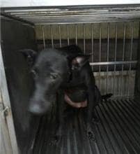 【待認養】混種犬 狗 (女生) - 新北市五股區公立動物之家