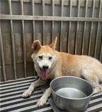 【待認養】混種犬 狗 (女生) - 新北市五股區公立動物之家