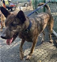 【待認養】混種犬 狗 (男生) - 臺北市動物之家