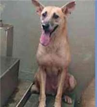 【待認養】混種犬 狗 (男生) - 新北市五股區公立動物之家