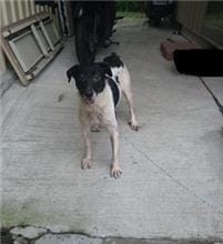 【待認養】混種犬 狗 (女生) - 新北市中和區公立動物之家