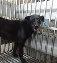 【待認養】混種犬 狗 (女生) - 新北市中和區公立動物之家