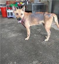 【待認養】混種犬 狗 (男生) - 新北市中和區公立動物之家