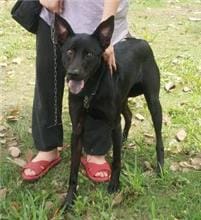 【待認養】混種犬 狗 (女生) - 新北市中和區公立動物之家