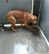 【待認養】混種犬 狗 (男生) - 新北市五股區公立動物之家