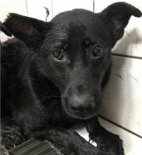 【待認養】混種犬 狗 (女生) - 新北市瑞芳區公立動物之家