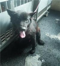 【待認養】混種犬 狗 (男生) - 新北市板橋區公立動物之家