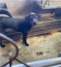 【待認養】混種犬 狗 (男生) - 新北市五股區公立動物之家