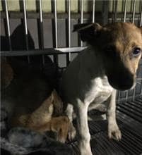 【待認養】混種犬 狗 (女生) - 新北市五股區公立動物之家