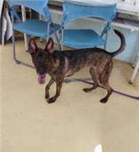 【待認養】混種犬 狗 (女生) - 新北市中和區公立動物之家