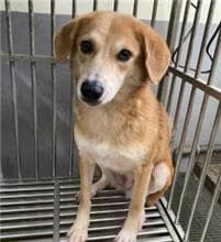 【待認養】混種犬 狗 (女生) - 新北市五股區公立動物之家