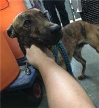 【待認養】混種犬 狗 (男生) - 新北市五股區公立動物之家