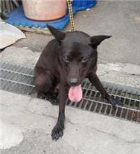 【待認養】混種犬 狗 (男生) - 新北市中和區公立動物之家