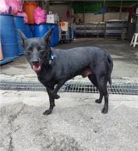 【待認養】混種犬 狗 (男生) - 新北市中和區公立動物之家