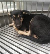 【待認養】混種犬 狗 (男生) - 新北市中和區公立動物之家