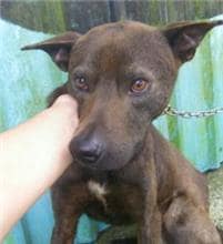 【待認養】混種犬 狗 (男生) - 新北市三芝區公立動物之家