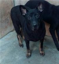 【待認養】混種犬 狗 (男生) - 新北市新店區公立動物之家