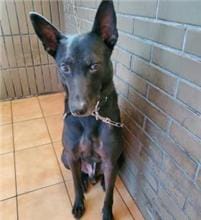 【待認養】混種犬 狗 (男生) - 新北市中和區公立動物之家