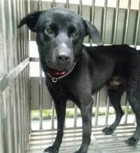 【待認養】混種犬 狗 (男生) - 新北市中和區公立動物之家