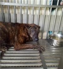 【待認養】混種犬 狗 (女生) - 新北市中和區公立動物之家