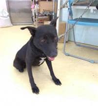 【待認養】混種犬 狗 (女生) - 新北市中和區公立動物之家