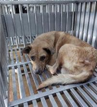 【待認養】混種犬 狗 (男生) - 新北市中和區公立動物之家