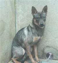 【待認養】混種犬 狗 (女生) - 新北市新店區公立動物之家