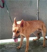 【待認養】混種犬 狗 (男生) - 新北市五股區公立動物之家