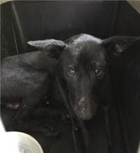 【待認養】混種犬 狗 (男生) - 新北市五股區公立動物之家