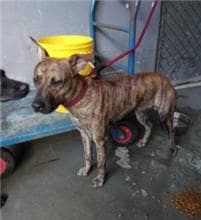 【待認養】混種犬 狗 (男生) - 新北市五股區公立動物之家