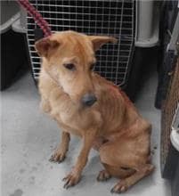 【待認養】混種犬 狗 (女生) - 新北市板橋區公立動物之家