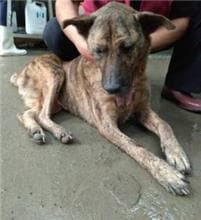 【待認養】混種犬 狗 (女生) - 新北市中和區公立動物之家