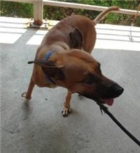 【待認養】混種犬 狗 (男生) - 新北市五股區公立動物之家