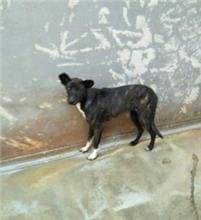 【待認養】混種犬 狗 (女生) - 新北市五股區公立動物之家