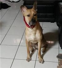 【待認養】混種犬 狗 (男生) - 新北市中和區公立動物之家