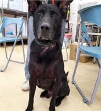 【待認養】混種犬 狗 (男生) - 新北市中和區公立動物之家