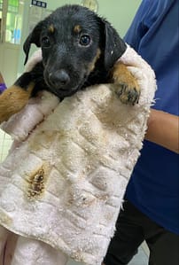 【待認養】混種犬 狗 (女生) - 彰化縣流浪狗中途之家