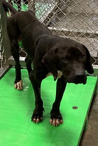 【待認養】混種犬 狗 (男生) - 臺東縣動物收容中心