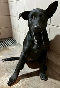 【待認養】混種犬 狗 (男生) - 花蓮縣狗貓躍動園區