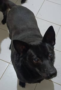 【待認養】混種犬 狗 (女生) - 新北市新店區公立動物之家