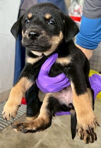 【待認養】混種犬 狗 (女生) - 花蓮縣狗貓躍動園區