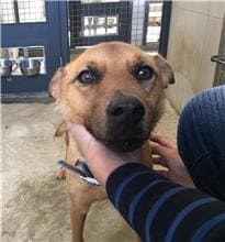 【待認養】混種犬 狗 (女生) - 金門縣動物收容中心