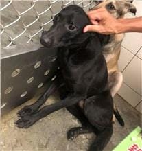 【待認養】混種犬 狗 (男生) - 新北市新店區公立動物之家