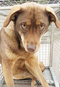 【待認養】混種犬 狗 (女生) - 臺中市動物之家南屯園區