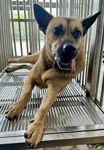 【待認養】混種犬 狗 (女生) - 花蓮縣狗貓躍動園區