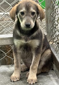 【待認養】混種犬 狗 (女生) - 臺東縣動物收容中心